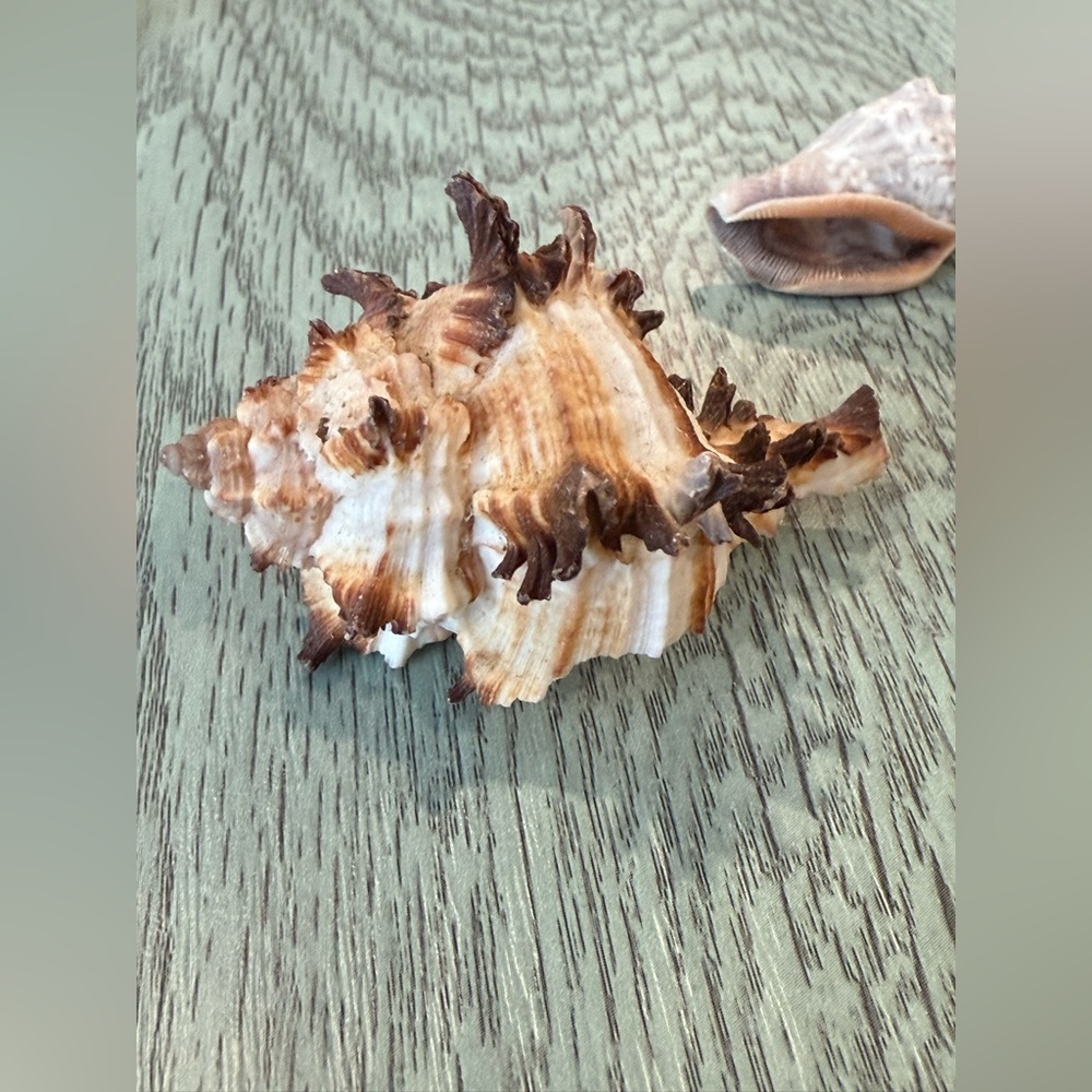 Lot Of 4 Shells Including A Murex Seashell Crafts Decor Shell - Picture 8 of 11